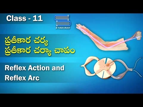 ప్రతికార చర్య – ప్రతికార చాపం – Reflex Action and Reflex Arc | Biology Telugu