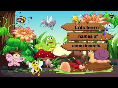 Names of Insects - Insect Names - Learn about Insects