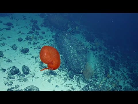 Balloon-Like Bolitaenid Octopus