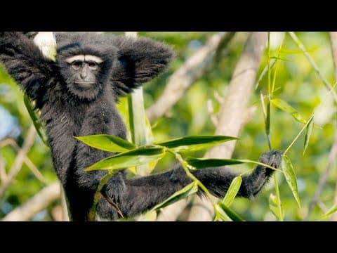 How Fast Can Gibbons Swing Through the Forest?