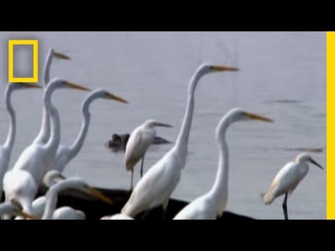 Giant Crocodilians | National Geographic - YouTube