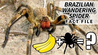 Brazilian Wandering Spider Facts| the BANANA SPIDER