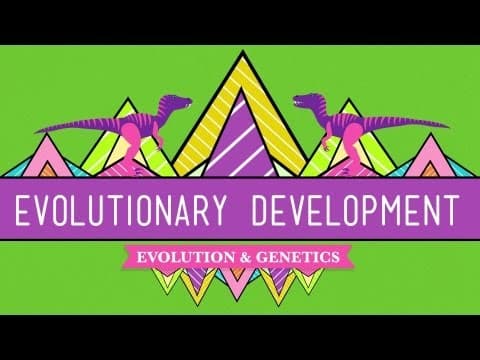 Evolutionary Development: Chicken Teeth - Crash Course Biology #17