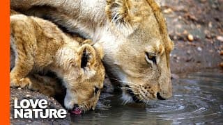 Lions Hunt for Cubs | Love Nature