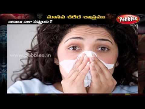 Human Body  -  FAQ 3  -  Telugu