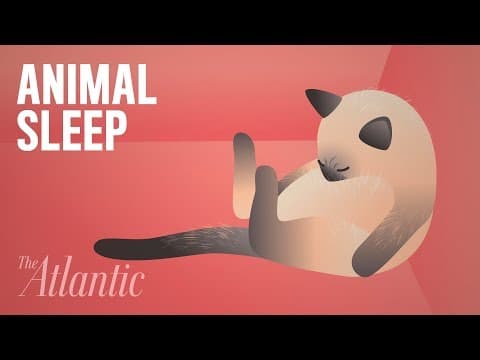 How the Animal Kingdom Sleeps - YouTube
