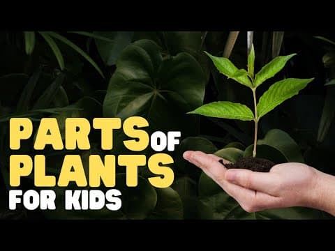 Parts of plants for kids - learn all about plant parts and their functions