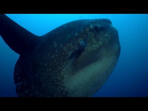 Rare Footage of Ocean Sunfish Getting Cleaned