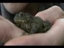 Britain in Cold Blood - The Amphibians - YouTube