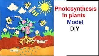 photosynthesis in plants model project(3D) | science project
