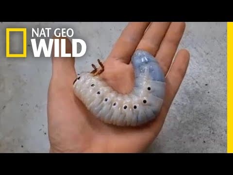 Watch a Hercules Beetle Metamorphose Before Your Eyes