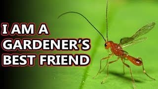 Parasitic Wasp facts | they're everywhere