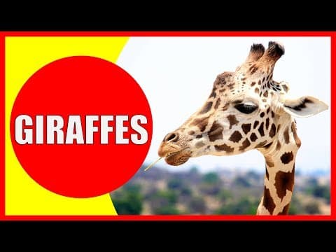 GIRAFFE VIDEOS FOR KIDS - Facts about Giraffes for Children
