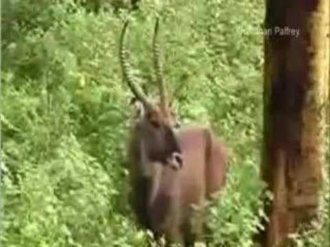 Tropical Grassland Ecosystems - YouTube