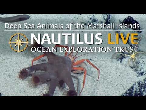 Deep Sea Animals of the Marshall Islands