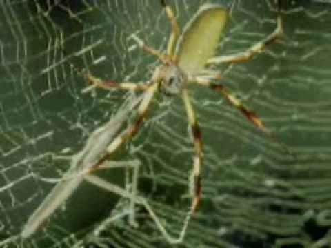 Spiders (Discovery Channel) - YouTube