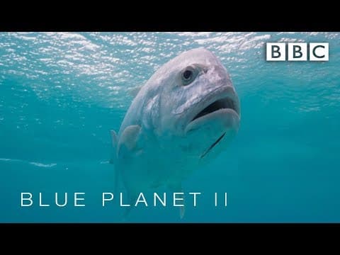 Predator fish leaps out of water to catch bird | Blue Planet