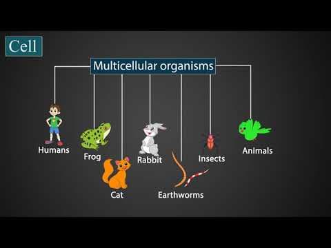 Introduction to cells| Science