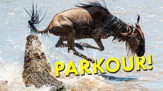 These Animals Never Stop Moving. Why? Crocodiles.