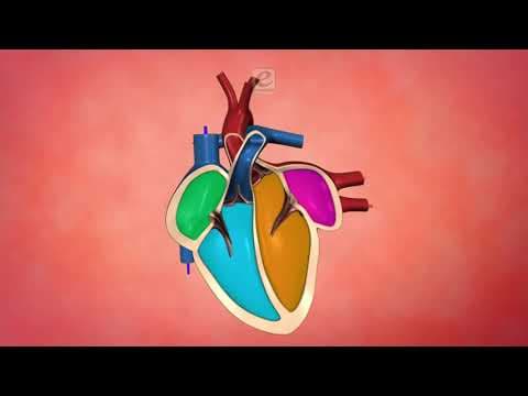 The Heart and Circulatory System - How They Work