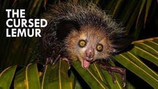 Aye Aye| The Harbinger of Death