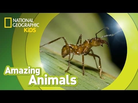Army ant - amazing animals