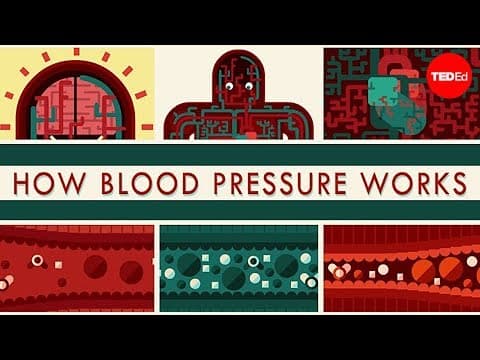 How blood pressure works - Wilfred Manzano - YouTube