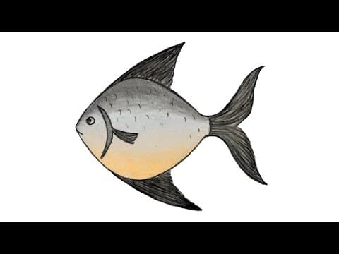 How to draw Silver pomfret fish - How to Draw Rupchanda