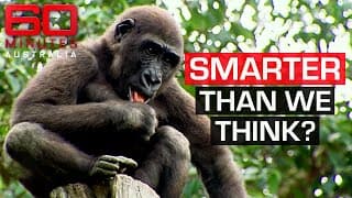 Scientists believe animals are more intelligent than we think|60 Minutes Australia