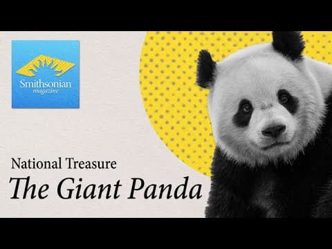 Bao Li and Qing Bao, the National Zoo’s newest panda residents