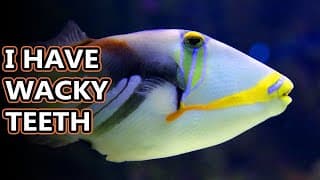 Triggerfish humuhumunukunukuapua'a facts | just try saying their name