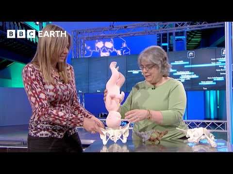 The Evolution of Childbirth: From Chimpanzees to Humans | Prehistoric Autopse