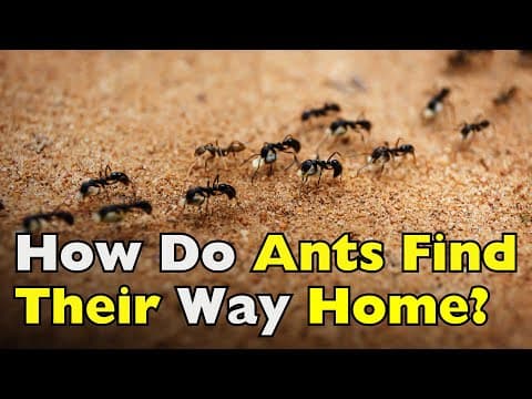 How Do Ants Find Their Way Home? The Invisible Trails Guiding Every Step [ID1306]