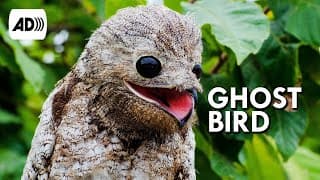 Potoo |Described Video