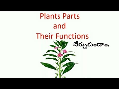 Plant Parts and Functions || First and Second Grade Kids Science Lesson