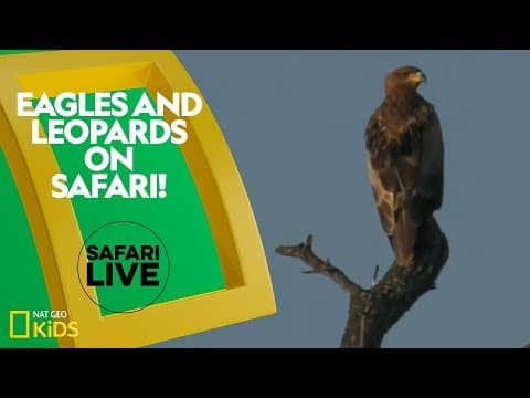 Eagles and leopards on safari