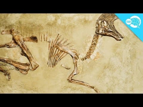 Why Don't All Skeletons Become Fossils?