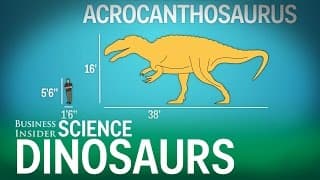 How Big Were Dinosaurs In Real Life