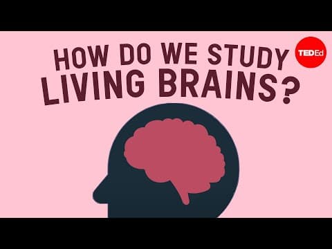 How do we safely study living brains? - John Borghi and Elizabeth Waters - YouTube