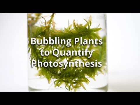 Bubbling Plants Experiment to Quantify Photosynthesis - YouTube