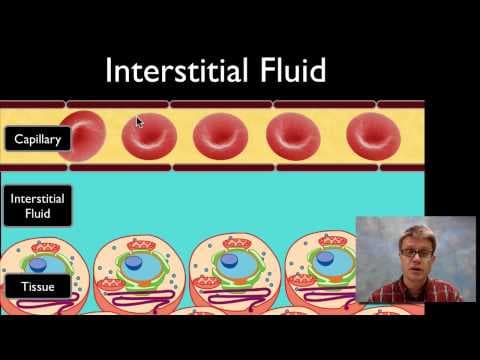 Interstitial Fluid