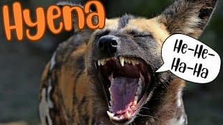 Inside the world of Hyenas The Laughing Predators