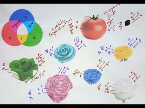 What is the Colour of the object in different coloured lights PART-2