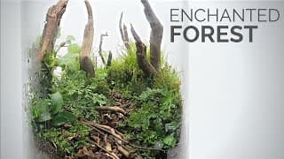 The Enchanted Forest Terrarium
