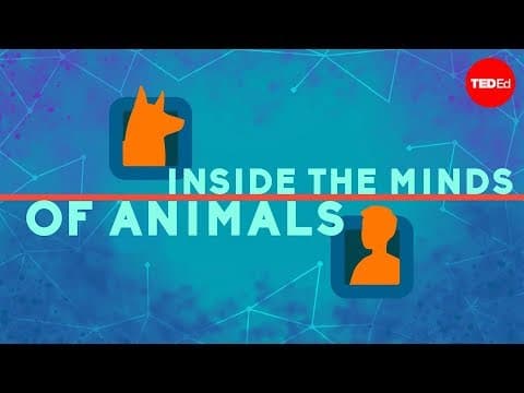 Inside the minds of animals - Bryan B Rasmussen - YouTube