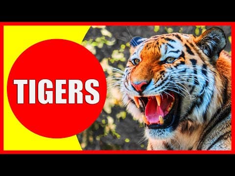 TIGERS FOR KIDS - Facts About Tigers for Children