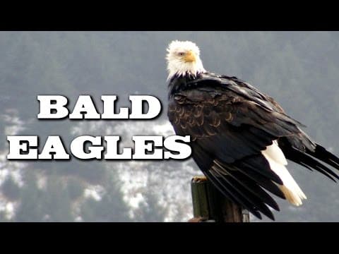All about bald eagles for kids - animal videos for children