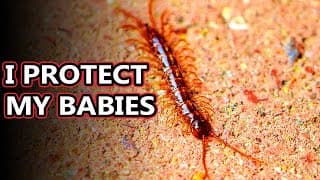 Centipede facts| one hundred leggers