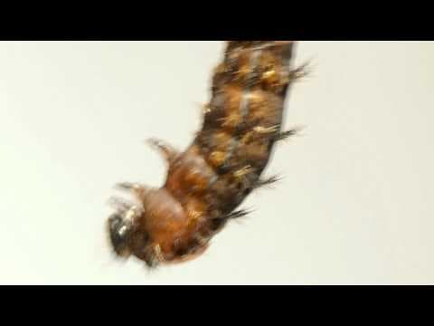 Tiny Goat Visits A porcupine elephants and Chupacabra