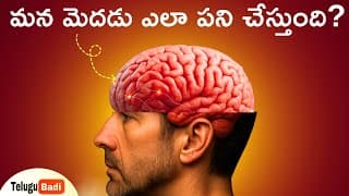 మన మెదడు ఎలా పనిచేస్తుందో తెలుసా | How the Human BRAIN Works in Telugu | Brain Power